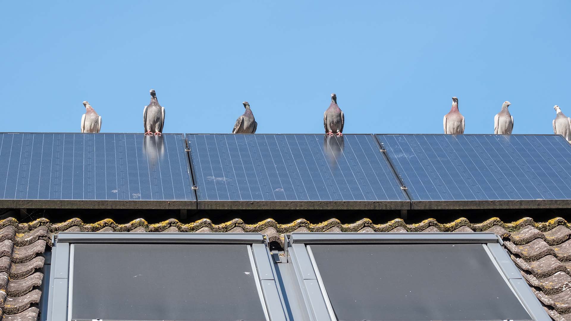 A,Group,Of,Carrier,Pigeons,Flirt,On,The,Ridge,Of